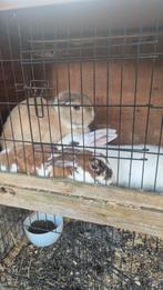 3 kindvriendelijke konijntjes Inclusief hok, Dieren en Toebehoren, Konijnen, Vrouwelijk, Hangoor