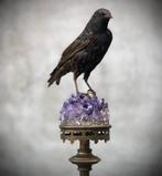 Opgezette spreeuw op antieke voet met amethyst, taxidermy, Verzamelen, Dierenverzamelingen, Ophalen of Verzenden, Opgezet dier