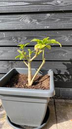 Brugmansia tweede jaar gele bloemen excl pot, Tuin en Terras, Planten | Bomen, Minder dan 100 cm, Zomer, Overige soorten, Volle zon