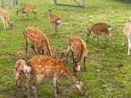 Sikaherten, Dieren en Toebehoren, Overige Dieren, Juli, Meerdere dieren