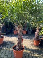 TE KOOP winterharde palmboom 80 cm stamhoogte, Tuin en Terras, Planten | Bomen, 100 tot 250 cm, Zomer, Palmboom, Ophalen