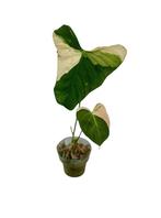 * SUPER Rare* Philodendron SP Tropical / Oxapapense, Huis en Inrichting, Kamerplanten, Ophalen, Halfschaduw, Minder dan 100 cm