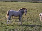 TOPklasse Welsh A hengstveulen, prachtige & makke KINDERpony, 0 tot 2 jaar, Hengst, B pony (1.17m tot 1.27m), Onbeleerd