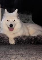 Samojeed zoekt warm mandje., Dieren en Toebehoren, 6 jaar of ouder, Teef, Groot, Eén hond
