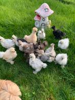 Usa zijdehoen hennen🐥6wk geent💯% hen garantie✅zijdehoender, Dieren en Toebehoren, Vrouwelijk, Kip