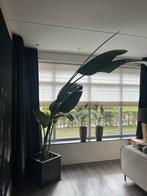 Grote Strelitzia (Paradijsvogelplant) 300cm + Bak, Ophalen, 200 cm of meer, Overige soorten, In pot