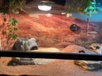 Terrarium met luipaardgekko en toebehoren., Dieren en Toebehoren, Reptielen en Amfibieën, Amfibie, Met terrarium, 3 tot 6 jaar