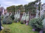 Kerstbomen, Tuin en Terras, Ophalen, Volle zon, Overige soorten