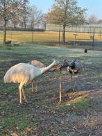 Nandoe, Dieren en Toebehoren, Pluimvee, Meerdere dieren, Overige soorten