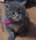 3 prachtige Maincoon kittens, Meerdere dieren, Gechipt