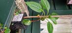 Impatiens Niamniamensis (Congobalsemien) Parrotplant, Huis en Inrichting, Kamerplanten, Bloeiende kamerplant, Ophalen, Overige soorten