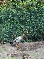 Indinsche loopeend woerd, Dieren en Toebehoren, Pluimvee, Mannelijk, Eend