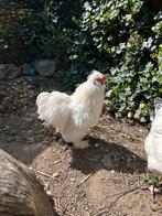 Haan zijdehoender, Dieren en Toebehoren, Mannelijk, Kip