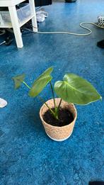 Monstera, Huis en Inrichting, Ophalen of Verzenden, Overige soorten, Minder dan 100 cm