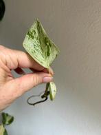 Epipremnum marble queen, gewortelde stek met uitloper, Ophalen of Verzenden, Overige soorten, Minder dan 100 cm