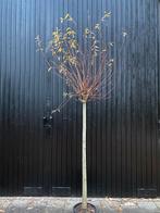 Knotwilg 150cm stam, Overige soorten, 100 tot 250 cm, Zomer, Ophalen