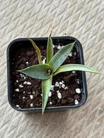 Mangave lavender lady mini #5, Ophalen of Verzenden, Zomer, Volle zon