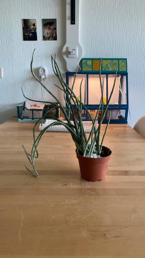 Senecio Stapeliiformis, Huis en Inrichting, Kamerplanten, Overige soorten, Minder dan 100 cm, Ophalen of Verzenden