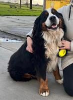 Berner sennen reu zoekt nieuwe thuis ( gereserveerd), Dieren en Toebehoren, België, Fokker | Hobbymatig, Reu, Sennenhond