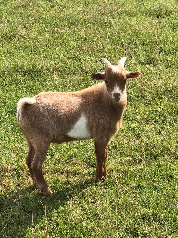 Mooi dwerggeiten dekbokje., Dieren en Toebehoren, Schapen, Geiten en Varkens, Schaap, Mannelijk