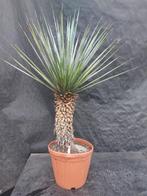 Yucca rigida 24, 120 cm, stam 55 cm, Ophalen of Verzenden, Vaste plant, Overige soorten, Halfschaduw