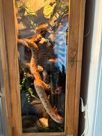Terrarium 180 hoog 120 / 50 / 50 effectief, Dieren en Toebehoren, Reptielen en Amfibieën | Toebehoren, Ophalen, Gebruikt