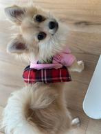 Pomchi Mia, Dieren en Toebehoren, Honden | Chihuahua's en Gezelschapshonden, Overige rassen, 1 tot 2 jaar, Teef, Eén hond