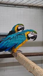 Te koop kweekkoppel blauwgele ara, Meerdere dieren, Papegaai, Geringd