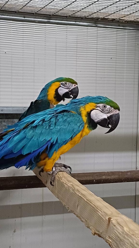 Te koop kweekkoppel blauwgele ara, Dieren en Toebehoren, Vogels | Parkieten en Papegaaien, Papegaai, Meerdere dieren, Geringd