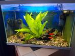 Compleet aquarium met toebehoren en vissen, Dieren en Toebehoren, Vissen | Aquaria en Toebehoren, Ophalen, Zo goed als nieuw, Gevuld zoetwateraquarium