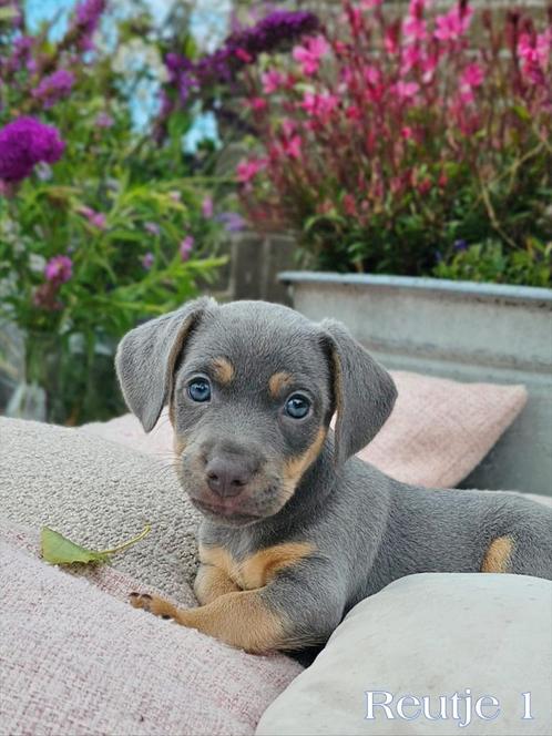 Super mooie Jack Russell pups blue&tan, liver&tan, Dieren en Toebehoren, Honden | Jack Russells en Terriërs, Meerdere dieren, Jack Russell Terriër