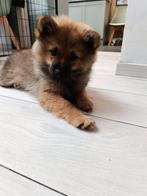 Dwergkeeshond pups zoeken een gouden mandje, België, Particulier, 8 tot 15 weken, Meerdere