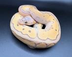 0.1 Super Pastel Jungle Woma Clown ball python regius, Dieren en Toebehoren, Reptielen en Amfibieën, Slang, Tam, 0 tot 2 jaar