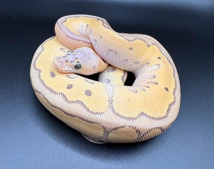 0.1 Super Pastel Jungle Woma Clown ball python regius Ball Python - male for sale from Kevin