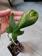 Philodendron Florida beauty, Ophalen, Overige soorten, Minder dan 100 cm