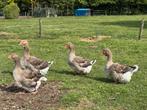 Toulouse ganzen. Drie ganzen en 1 gent, Dieren en Toebehoren, Pluimvee, Meerdere dieren, Gans of Zwaan
