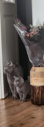 Britse korthaar, Dieren en Toebehoren, Katten en Kittens | Overige Katten, Meerdere dieren, Kortharig