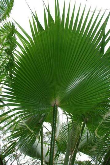 Palmboom zaad: 20 x Washingtonia Robusta