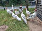 8 Ronquières kalkoenen – wit met zwart – oerras, Dieren en Toebehoren, Pluimvee, Meerdere dieren, Kip