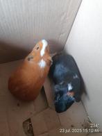 Te koop twee cavia zeugjes, Dieren en Toebehoren, Ophalen