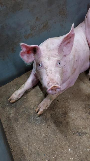 Voergeldstal/ huurstal/ varkenhouderij beschikbaar voor biedingen