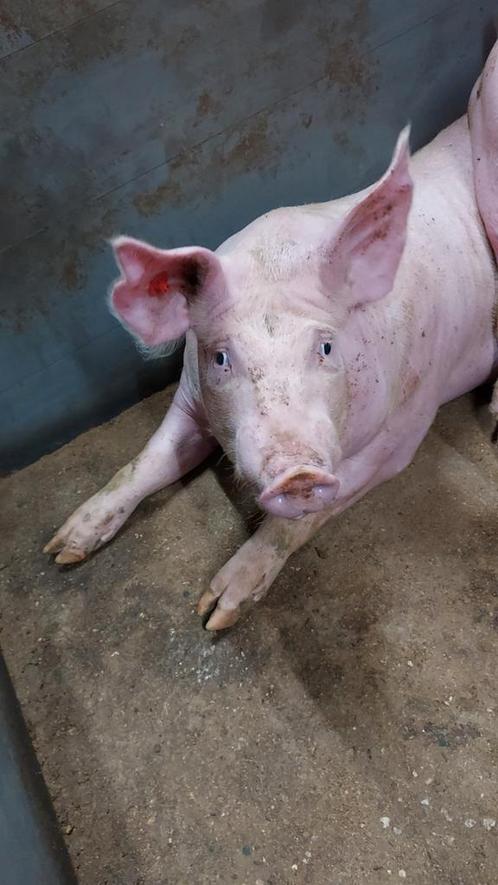 Voergeldstal/ huurstal/ varkenhouderij, Dieren en Toebehoren, Dierenvoeding, Ophalen