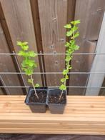Kruisbes rood (bio) nog 1 beschikbaar, Tuin en Terras, Planten | Fruitbomen, Ophalen