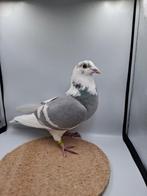 Mooie blauwr schild postduif dominant opaal geband, Mannelijk, Postduif