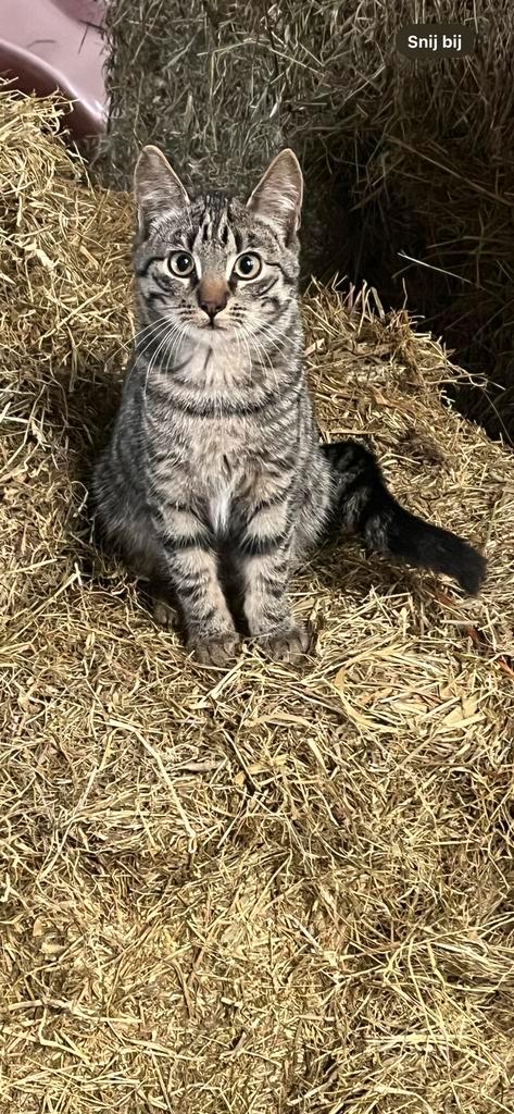 Prachtige boerderij ‘kittens’, Dieren en Toebehoren, Katten en Kittens | Overige Katten, Meerdere dieren