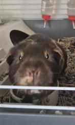 Nieuw huisje gezocht voor cavia zeugje, Dieren en Toebehoren, Knaagdieren, Februari, Vrouwelijk, Cavia