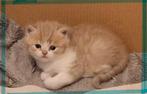 Brits(e) korthaar kitten, Kater, Gechipt, 0 tot 2 jaar