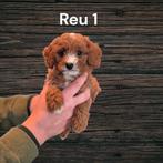 Prachtige Cavapoo pup, onder voorbehoud gereserveerd, Nederland, Eén hond, Fokker | Professioneel, Reu