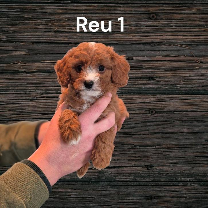 Prachtige Cavapoo pup, gereserveerd, Dieren en Toebehoren, Honden | Chihuahua's en Gezelschapshonden, Reu, Overige rassen, Fokker | Professioneel