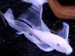 Ancistrus Snowwhite Longfin  - Koidream Valburg
